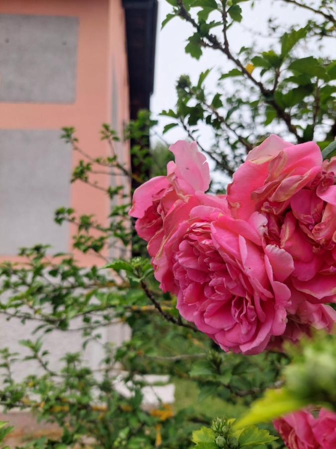 R24, Rose House Hotel Любляна Екстериор снимка
